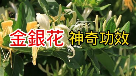 金銀花禁忌